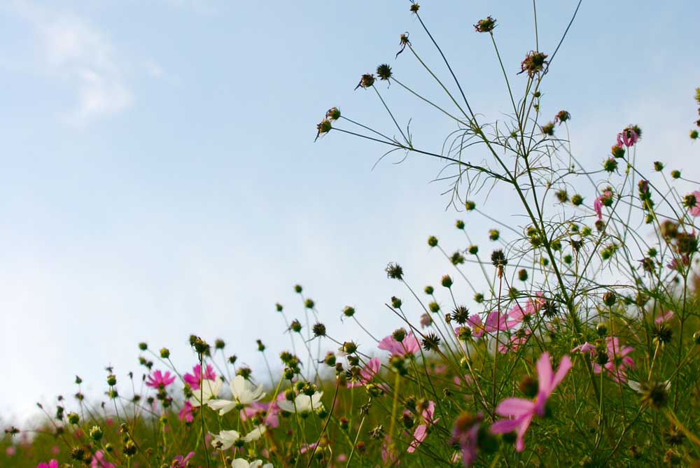 Community Flowers